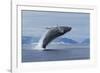 Humpback Whale Calf Breach in Disko Bay in Greenland-Paul Souders-Framed Photographic Print