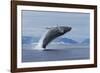 Humpback Whale Calf Breach in Disko Bay in Greenland-Paul Souders-Framed Photographic Print