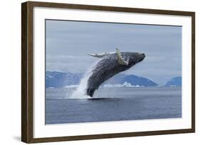 Humpback Whale Calf Breach in Disko Bay in Greenland-Paul Souders-Framed Photographic Print