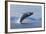 Humpback Whale Calf Breach in Disko Bay in Greenland-Paul Souders-Framed Photographic Print