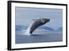 Humpback Whale Calf Breach in Disko Bay in Greenland-Paul Souders-Framed Photographic Print