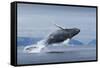 Humpback Whale Calf Breaching in Disko Bay in Greenland-null-Framed Stretched Canvas