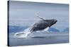 Humpback Whale Calf Breaching in Disko Bay in Greenland-null-Stretched Canvas