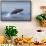 Humpback Whale Calf Breaching in Disko Bay in Greenland-null-Framed Stretched Canvas displayed on a wall