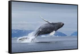 Humpback Whale Calf Breaching in Disko Bay in Greenland-null-Framed Stretched Canvas