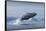 Humpback Whale Calf Breaching in Disko Bay in Greenland-null-Framed Stretched Canvas