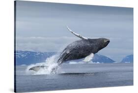 Humpback Whale Calf Breaching in Disko Bay in Greenland-null-Stretched Canvas
