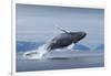 Humpback Whale Calf Breaching in Disko Bay in Greenland-null-Framed Photographic Print