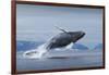 Humpback Whale Calf Breaching in Disko Bay in Greenland-null-Framed Photographic Print