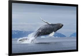 Humpback Whale Calf Breaching in Disko Bay in Greenland-null-Framed Photographic Print