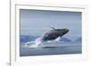 Humpback Whale Calf Breaching in Disko Bay in Greenland-null-Framed Photographic Print