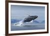 Humpback Whale Calf Breaching in Disko Bay in Greenland-null-Framed Photographic Print