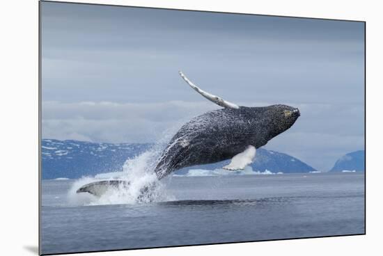 Humpback Whale Calf Breaching in Disko Bay in Greenland-null-Mounted Photographic Print