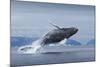 Humpback Whale Calf Breaching in Disko Bay in Greenland-null-Mounted Photographic Print