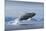 Humpback Whale Calf Breaching in Disko Bay in Greenland-null-Mounted Photographic Print