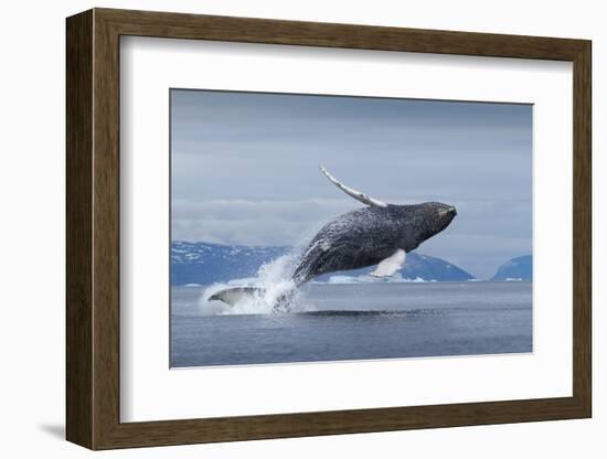 Humpback Whale Calf Breaching in Disko Bay in Greenland-null-Framed Photographic Print