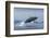 Humpback Whale Calf Breaching in Disko Bay in Greenland-null-Framed Photographic Print