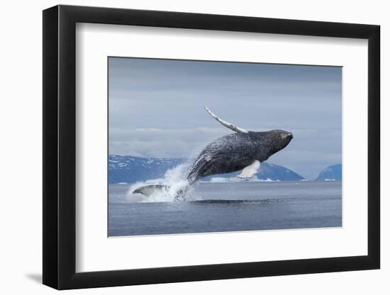 Humpback Whale Calf Breaching in Disko Bay in Greenland-null-Framed Photographic Print