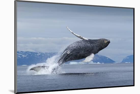 Humpback Whale Calf Breaching in Disko Bay in Greenland-null-Mounted Photographic Print