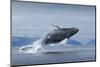 Humpback Whale Calf Breaching in Disko Bay in Greenland-null-Mounted Photographic Print