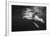 Humpback Whale Calf Playing on the Surface, Tonga-Wildestanimal-Framed Photographic Print