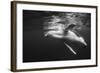 Humpback Whale Calf Playing on the Surface, Tonga-Wildestanimal-Framed Photographic Print