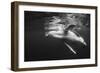 Humpback Whale Calf Playing on the Surface, Tonga-Wildestanimal-Framed Photographic Print