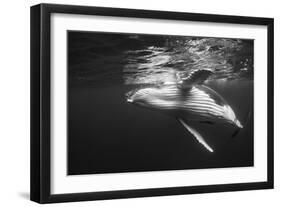 Humpback Whale Calf Playing on the Surface, Tonga-Wildestanimal-Framed Photographic Print