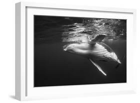 Humpback Whale Calf Playing on the Surface, Tonga-Wildestanimal-Framed Photographic Print