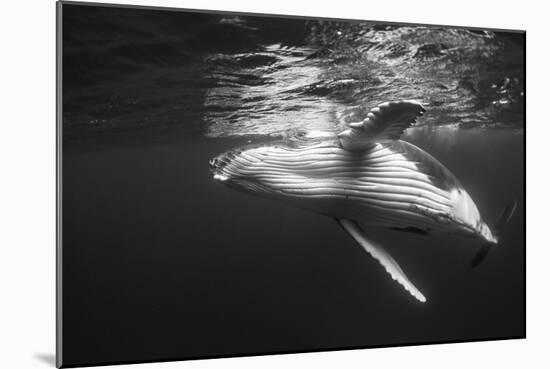 Humpback Whale Calf Playing on the Surface, Tonga-Wildestanimal-Mounted Photographic Print