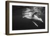 Humpback Whale Calf Playing on the Surface, Tonga-Wildestanimal-Framed Premium Photographic Print