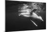 Humpback Whale Calf Playing on the Surface, Tonga-Wildestanimal-Mounted Premium Photographic Print