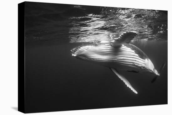 Humpback Whale Calf Playing on the Surface, Tonga-Wildestanimal-Stretched Canvas