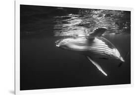 Humpback Whale Calf Playing on the Surface, Tonga-Wildestanimal-Framed Photographic Print