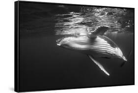 Humpback Whale Calf Playing on the Surface, Tonga-Wildestanimal-Framed Stretched Canvas