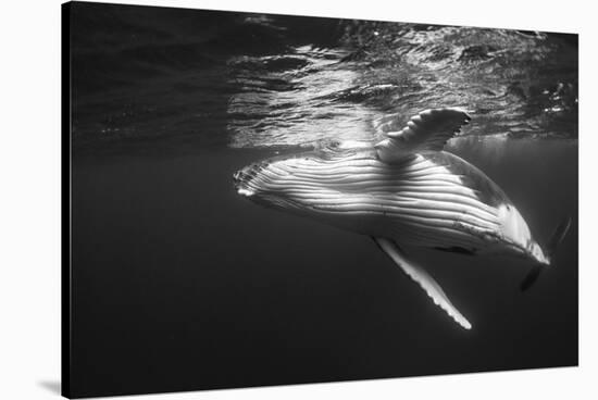 Humpback Whale Calf Playing on the Surface, Tonga-Wildestanimal-Stretched Canvas