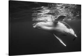 Humpback Whale Calf Playing on the Surface, Tonga-Wildestanimal-Stretched Canvas