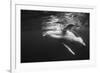 Humpback Whale Calf Playing on the Surface, Tonga-Wildestanimal-Framed Photographic Print