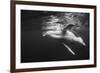 Humpback Whale Calf Playing on the Surface, Tonga-Wildestanimal-Framed Photographic Print