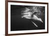 Humpback Whale Calf Playing on the Surface, Tonga-Wildestanimal-Framed Photographic Print