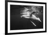 Humpback Whale Calf Playing on the Surface, Tonga-Wildestanimal-Framed Photographic Print