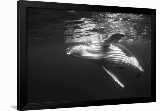 Humpback Whale Calf Playing on the Surface, Tonga-Wildestanimal-Framed Photographic Print