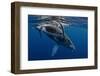 Humpback Whale Calf, Reunion Island-Cédric Péneau-Framed Photographic Print