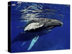 Humpback Whale Calf, Silver Bank, Domincan Republic-Rebecca Jackrel-Stretched Canvas