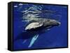 Humpback Whale Calf, Silver Bank, Domincan Republic-Rebecca Jackrel-Framed Stretched Canvas