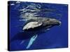 Humpback Whale Calf, Silver Bank, Domincan Republic-Rebecca Jackrel-Stretched Canvas