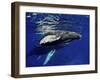 Humpback Whale Calf, Silver Bank, Domincan Republic-Rebecca Jackrel-Framed Premium Photographic Print