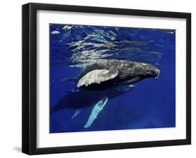 Humpback Whale Calf, Silver Bank, Domincan Republic-Rebecca Jackrel-Framed Premium Photographic Print