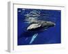 Humpback Whale Calf, Silver Bank, Domincan Republic-Rebecca Jackrel-Framed Premium Photographic Print