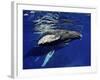 Humpback Whale Calf, Silver Bank, Domincan Republic-Rebecca Jackrel-Framed Premium Photographic Print